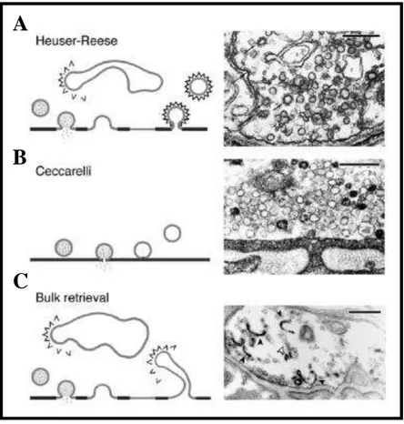 Figura  3:  Modelos  propostos  de endocitose de vesículas  sinápticas.  (A) Endocitose  mediada por capa de clatrina