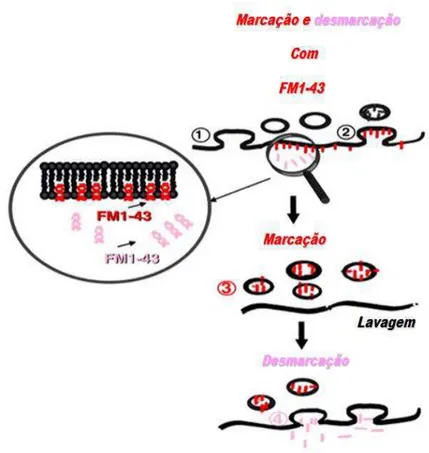 Figura 5. O marcador fluorescente FM1-43 é utilizado para monitoramento dos passos de  endocitose  e  exocitose  de  vesículas  sinápticas  em  neurônios