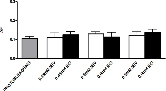 Figura  9:  Sevoflurano  e  isoflurano  não  estimulam  a  exocitose  de  vesículas  sinápticas  na  JNM