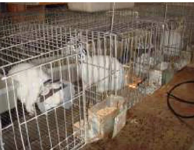 Figura 1   Fotografia de gaiola de arame com animais alojados individualmente. 