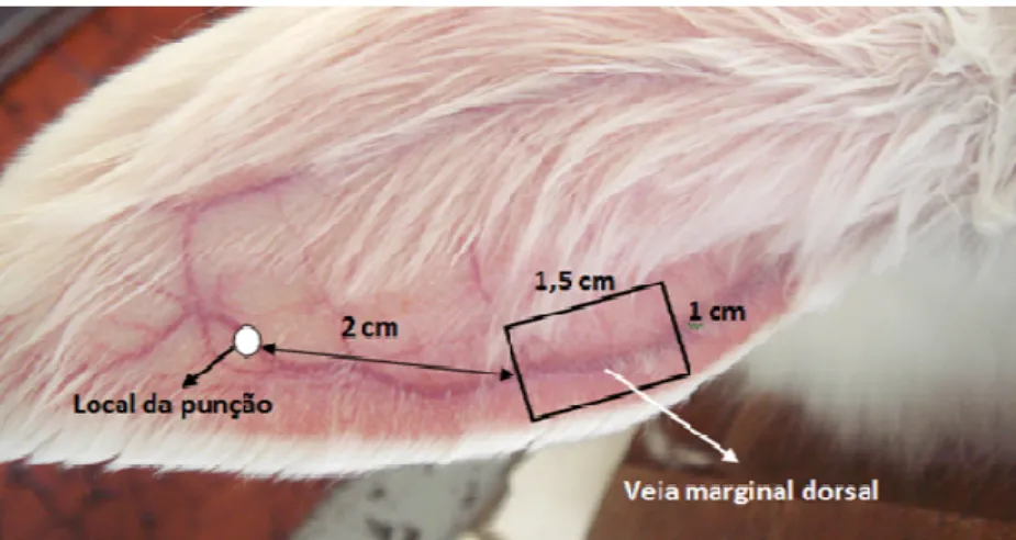 Figura 15 – Fotografia da orelha esquerda do coelho, com identificação da veia marginal dorsal, do  local da punção e do segmento da orelha a ser submetido a exame anatomopatológico (retângulo)