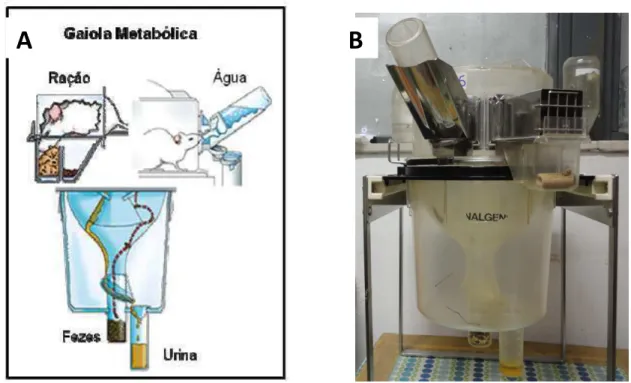 Figura  3  –  Representação  esquemática  da  gaiola  metabólica  na  qual  é  possível  monitorar  a  ingestão  de  água  e  ração,  volume  urinário  e  produção  de  fezes  (A)