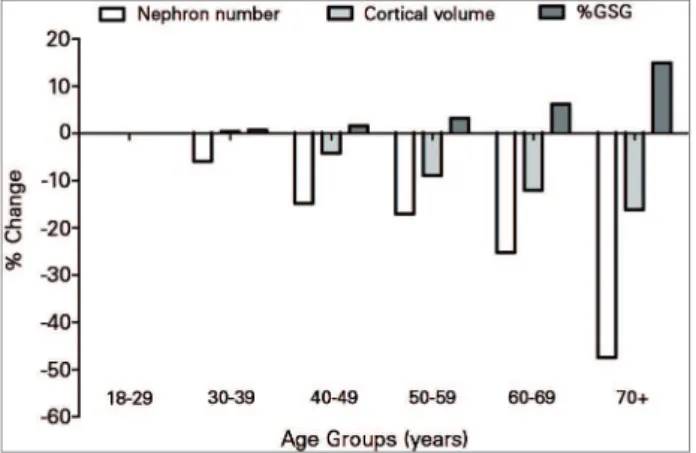 Figure 1. Percentage change in nephron number, cortical volume,  and globally sclerosed glomeruli (GSG) in older age groups relative  to 18-29 years old, among 1638 healthy living kidney donors (Figure  made from published table)