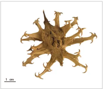 Figure 1. Harpagophytum procumbers (devil’s claw).