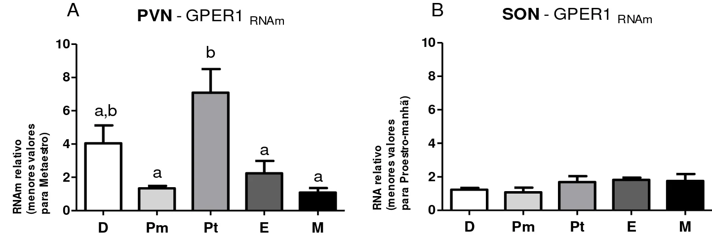 Figura  2:  Expressão  de  GPER1 RNAm   durante  o  ciclo  estral  de  ratas  nos  principais  núcleos  hipotalâmicos secretores de ocitocina