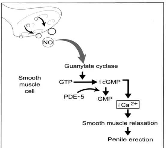 Figure 2  – Cavernal smooth muscle relaxation during erection depends on nitric oxide resulting in a Ca 2+  efflux