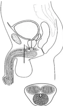 Figure 1 - Anatomy of penile and bulbar urethra.