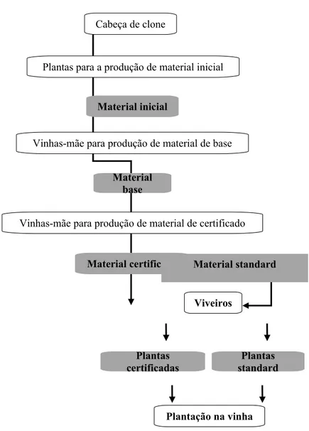 Figura   2.1  –   Esquema   de   multiplicação   e   categorias   comerciais   de material vegetal (Decreto-Lei n.º 194/2006, de 27 de Setembro).