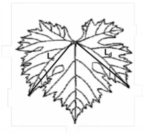 Figura 3.4 – Representação esquemática da face superior de uma folha de videira. Comprimento da nervura de 2.ª ordem esquerda (L e ) e direita (L d ).