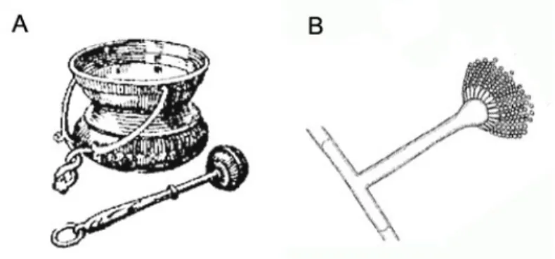 Fig. 1.1. Ilustração de um “aspergillum”, usado na liturgia para aspergir  água benta (A) e da morfologia de um Aspergillus spp