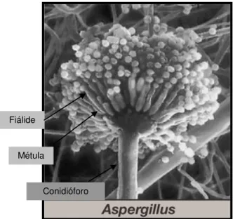 Fig.  1.2.  Imagem  ilustrativa  da  estrutura  de  frutificação  típica  de  Aspergillus  (micrografia  electrónica  de  Aspergillus  fumigatus,  adaptada de Hickey et al