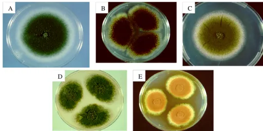 Fig.  1.4.  Figuras  ilustrativas  de  culturas  de  Aspergillus:  A  -  Aspergillus  fumigatus;  B  -  Aspergillus niger; C - Aspergillus flavus, D - Aspergillus nidulans; e E - Aspergillus terreus 