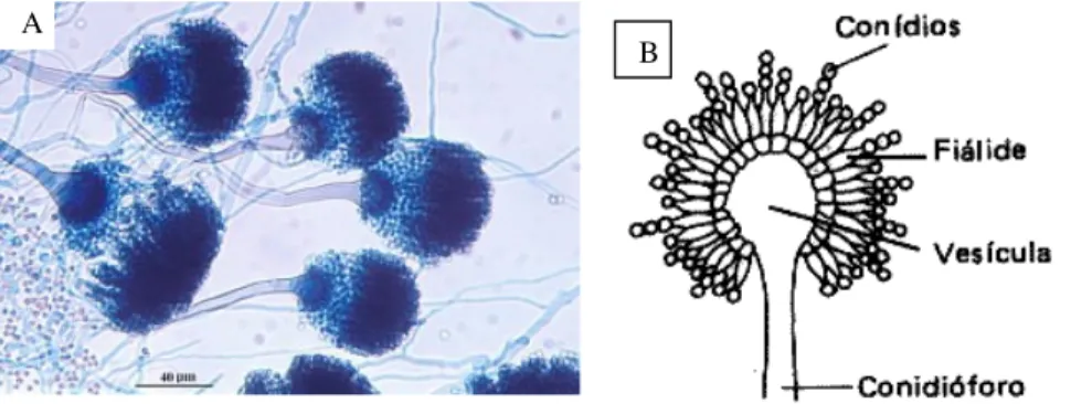 Fig.  1.5.  A  -  Morfologia  microscópica  de  Aspergillus  fumigatus;  B  –  Esquema  ilustrativo das estruturas de Aspergillus