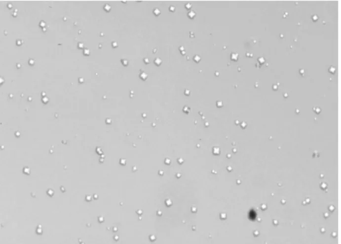 Figure 2 – Same morphology as figure 1 but crystals increased in number, as SS increased