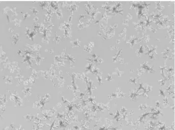 Figure 3 – With high level of SS, the crystals changed, showing X-shaped habit and increased diameter
