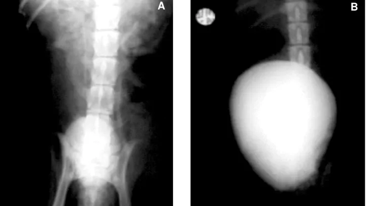 Figure 8  –  A) Radiological aspect of bladder in control group. B) Radiological aspect of bladder in the group that used intravesical expander.