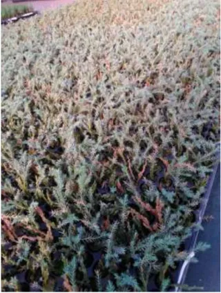 Figura  7  –  Plantas  de  Juniperus  squamata,  em  tabuleiros  alveolados  propagadas  através  de  estacas semi-lenhosas com folhas