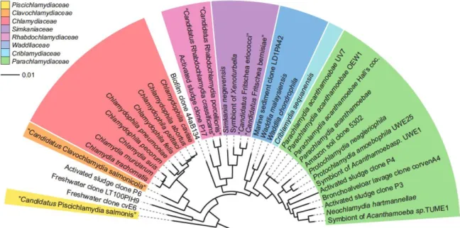 Figure  1.1  Phylogenetic  16S  rRNA  tree  showing  relationships  among  members  of  the  phylum  Chlamydiae