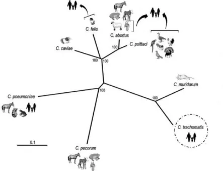 Figure  1.2 Phylogenetic  reconstruction  of  the  Chlamydia  genus.  Chlamydiaceae  species  and  the  respective natural hosts are shown in the figure and arrows depicted the cases of zoonotic transmission
