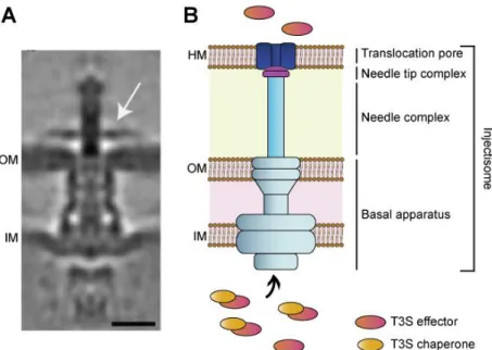 Figure 1.5 The T3SS of C. trachomatis.  (A)  Cryo-electron tomogram of host-free T3SS of C