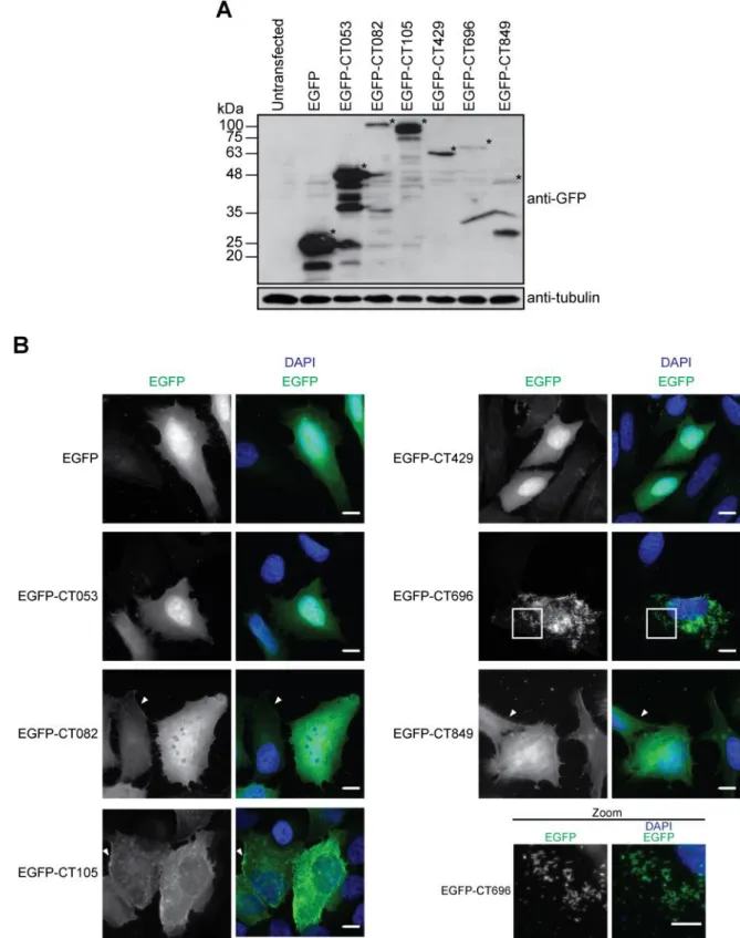 Figure 3.1 Localization of candidate T3S effectors of C. trachomatis when ectopically expressed  in mammalian cells