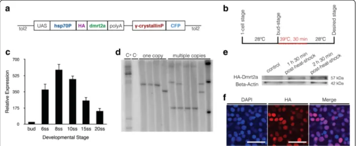 Fig. 1 Generation and characterisation of the Tg(hsp70:HA- dmrt2a ) line. a Transgenic construct design