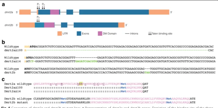 Fig. 5 Generation of dmrt2a and dmrt2b mutant lines. a Representation of dmrt2a and dmrt2b genes