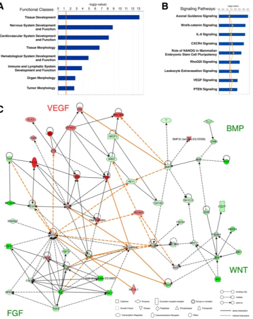 Figure 2. Ingenuity pathway analysis of genes differentially expressed in yolk sac hemangioblasts
