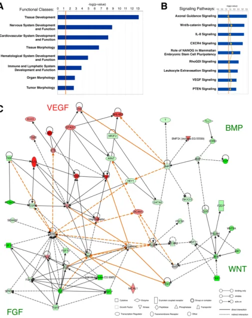 Figure 2. Ingenuity pathway analysis of genes differentially expressed in yolk sac hemangioblasts