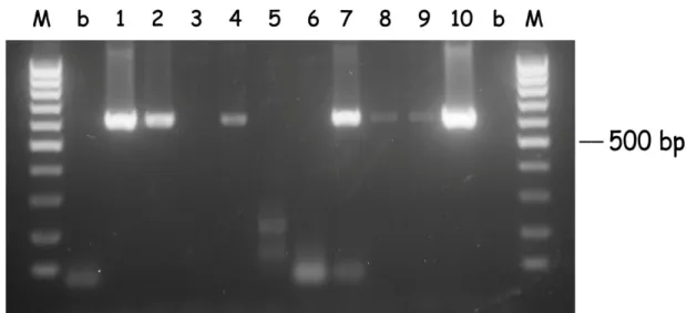 Figure 2.1. Hot-start PCR of B. bigemina DNA from random samples (1 to 10). DNA  was subjected to hot-start PCR for the babesipsin 614 bp sequence amplification  using the primers BigBAF1 and BigBAR1