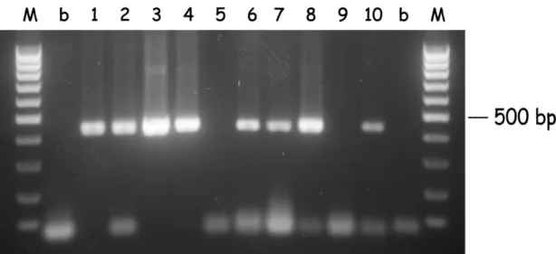 Figure 2.3. Seminested hot-start PCR of B. bigemina DNA from random samples (1  to 10)