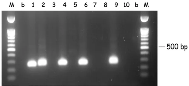 Figure 2.4. Seminested hot-start PCR of  B. bovis DNA from random samples (1 to  10).  DNA  was  subjected  to  seminested  hot-start  PCR  for  the  babesipsin  275  bp  sequence amplification using the primers BovBAF1 and BovBAR2