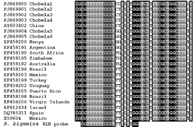 Figure  3.2.  Alignment  of  worldwide  B.  bigemina  18S  rRNA  gene  sequences  with  the respective species-specific RLB probe