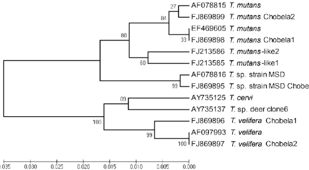 Figure  3.3.  Phylogenetic  tree  inferred  from  Theileria  spp.  18S  rRNA  gene  sequences