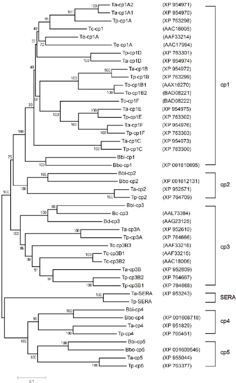 Figure  4.2.  Phylogenetic  tree  inferred  from  piroplasma  cysteine  proteases  (cp)  amino acid sequence data