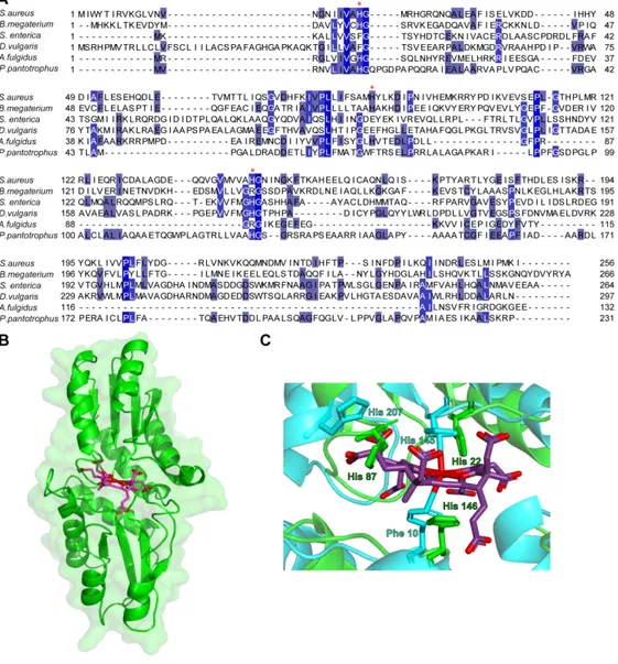Figure 5. Structural features of histidines required for S. aureus ShfC ferrochelatase activity