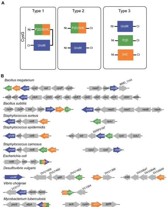 Figure 6. Classification of the sirohaem biosynthesis pathways, and genome organization of the related  genes