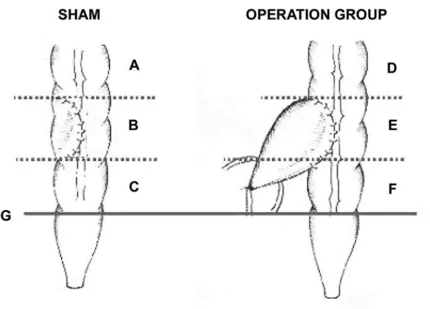 Figure 1 – Diagram of division of the proximal segments of the left colon above the peritoneal reflection used to collect tissue fragments on the rat’s distal colon