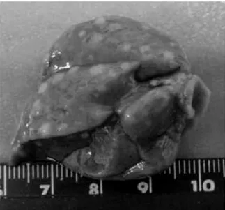 Figura 3 - Fotografia de fígado de animal submetido ao modelo HR (ONG, 2005). 