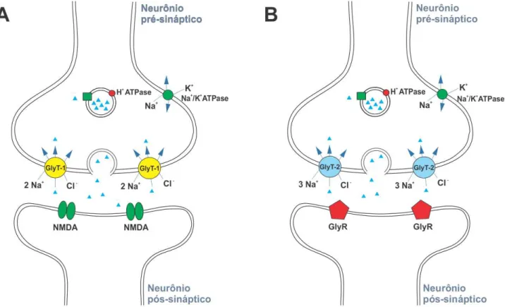 Figura  2.  Vias  glicinérgicas  do  SNC.  (A)  Via  glicinérgica  insensível  à  estricnina,  este  tipo  de 