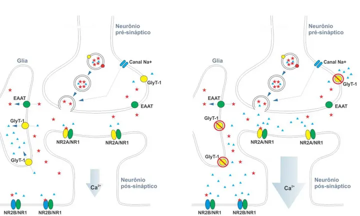 Figura 4. Inibição dos transportadores de glicina do tipo 1. A) Neurotransmissão glutamatérgica 