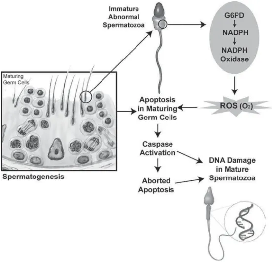 Figure 2 – Mechanistic pathway showing sperm DNA damage due to oxidative stress.