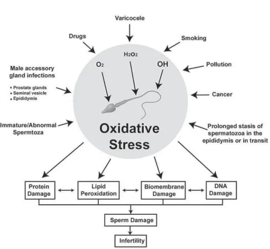 Figure 1 –  Association of increasing reactive oxygen species (ROS) production with infertility.