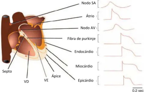 Figura 7: Atividade elétrica no tecido cardíaco. (Nerbonne e Kass, 2005) 
