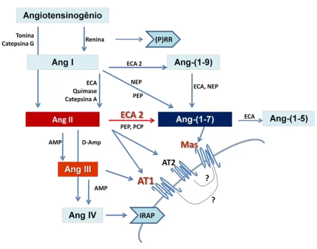Figura 2 – Esquema simplificado das vias de formação das angiotensinas bioativas e seus metabólitos  inativos