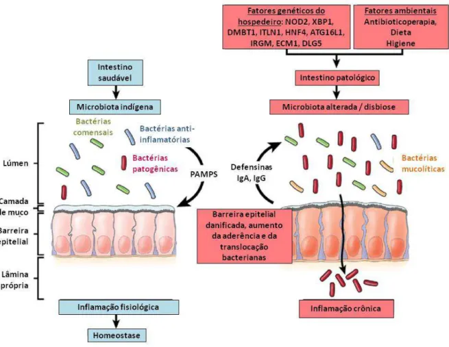 Figura 4. A microbiota e fatores genéticos e ambientais do hospedeiro contribuem para a patogênese  das IBDs