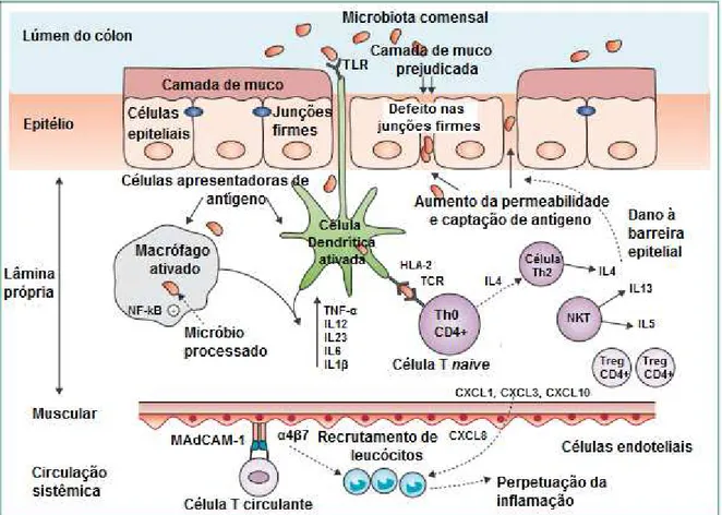 Figura 5. Fisiopatologia da colite ulcerativa.  O rompimento das junções firmes e da camada de  muco sobre as IECs gera aumento na permeabilidade do epitélio intestinal, resultando na captação  aumentada  de  antígenos  luminais