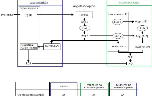 Figura  2. Influência dos hormônios gonadais e cromossomos sexuais (XX e  XY)  sobre  o  balanço  vasoconstrictor/vasodilatador  do  Sistema  Renina-Angiotensina (SRA)