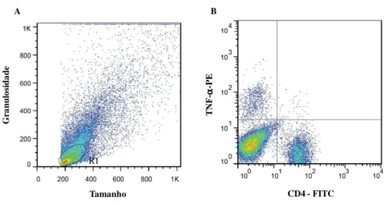 Figura 1- Análise da produção de citocinas citoplasmáticas por célula CD4 + . (A) Gráfico de  distribuição pontual FSC versus SSC utilizado para a seleção da população de linfócitos – R1