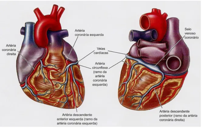 Fig. 2 – Vasos sanguíneos Coronários 